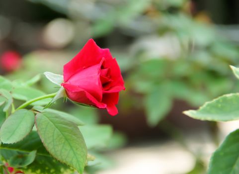 Closeup red rose