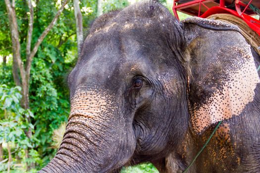 Thai Elephant