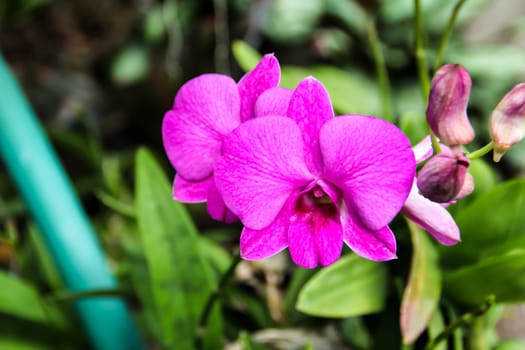 Purple Orchid