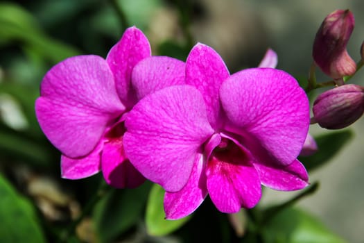 Closeup purple Orchid