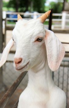 Close white Goat