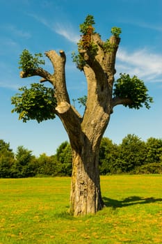 an old pretty tree with young branchs in a park