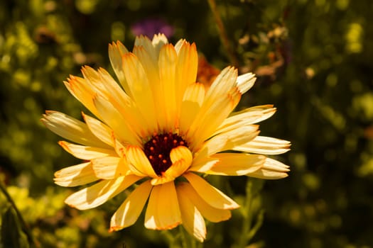 an orange flower in Caludon castle park, coventry, UK