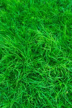 Vertical orientated grass land as a wallpaper