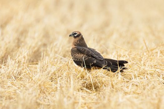 Circus pygargus on the wheat field, beautiful bird, photo-hunting