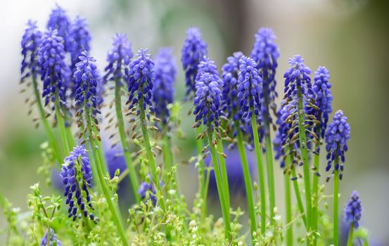 purple hyacinth &amp; muscari