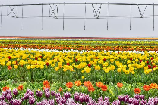 cultivation of the Tulip flower