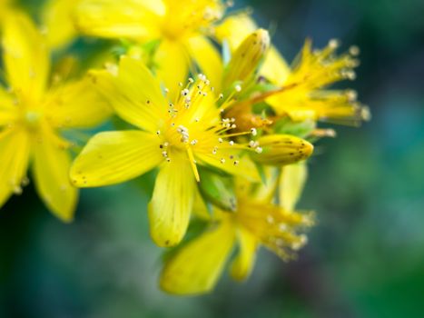 beautiful close up yellow flower wild petals; England; UK