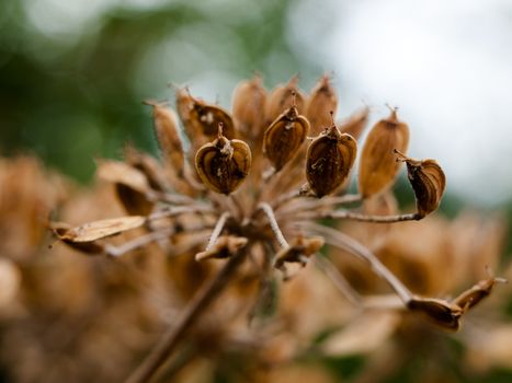 beautiful dead flower head seeds old outside wild; England; UK