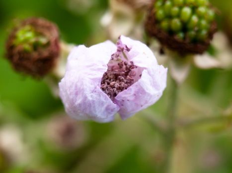 closed white pink flower petals from above of brambles; England; UK