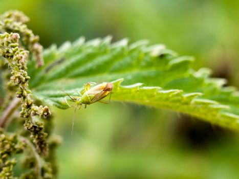 insect resting on edge of leaf green outside close up; England; UK