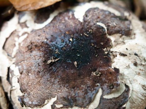 interesting mushroom cap top texture close up forest floor wild foraging; England; UK