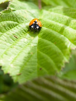 single 7 dot ladybird on leaf coming towards camera green; England; UK
