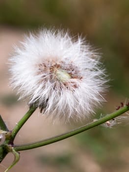 single white dandelion fluff flower head intact whole; England; UK