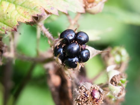 single wild blackberry odd funny looking poisonous forage; England; UK