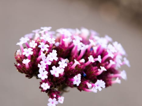 small white flowers purple shoots stamen outside macro selective; England; UK