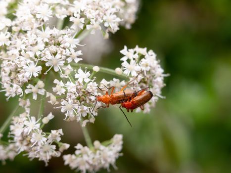 two red soldier beetles on white cow parsley flowers close up; England; UK