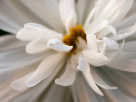 white petals close up detail macro studio shot yellow center; England; UK