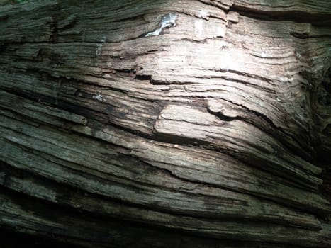 wooden tree bark pattern texture detail seen from the side with light patch; England; UK