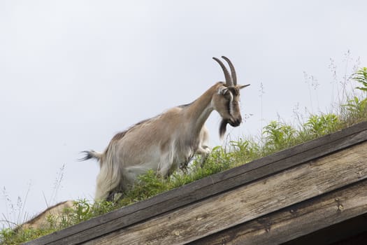 Goat in a roof in norway on a cabin
