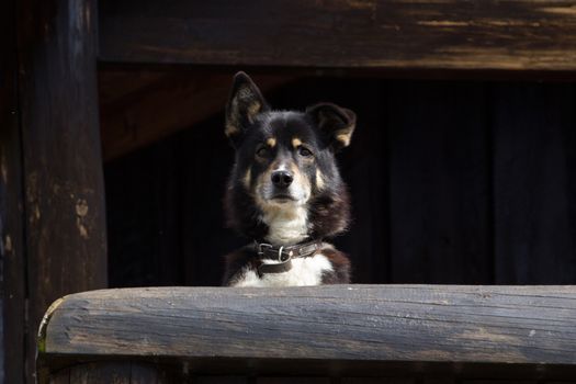 Cute Dog looking at camera shot in norway