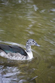 Female comb duck (Sarkidiornis melanotos) swimming in murky water
