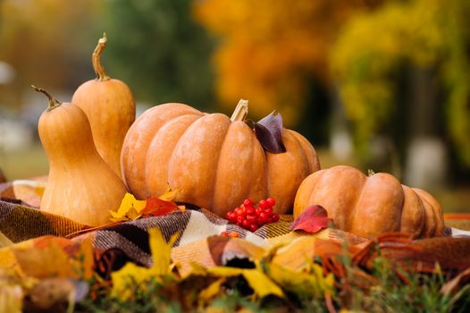 Typical autumn thanksgiving still life with checkered plaid, pumpkins, red berries and yellow leaves