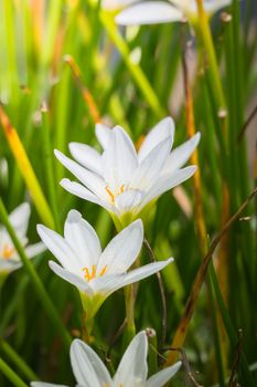 The background image of the colorful flowers, background nature