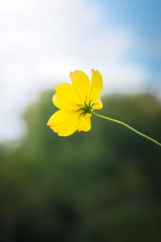 The background image of the colorful flowers, background nature