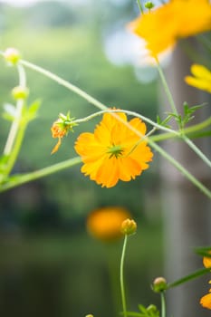 The background image of the colorful flowers, background nature