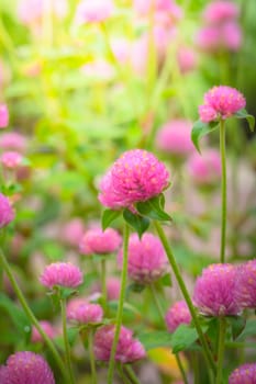 The background image of the colorful flowers, background nature