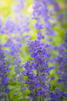 The background image of the colorful flowers, background nature