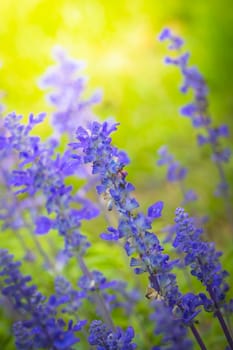 The background image of the colorful flowers, background nature