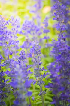 The background image of the colorful flowers, background nature