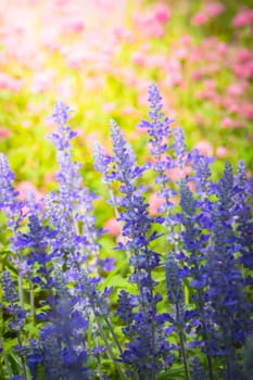 The background image of the colorful flowers, background nature