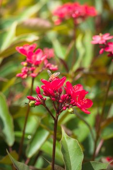 The background image of the colorful flowers, background nature