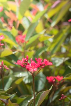 The background image of the colorful flowers, background nature