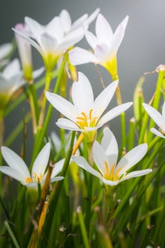 The background image of the colorful flowers, background nature