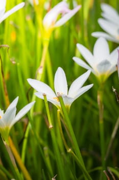 The background image of the colorful flowers, background nature