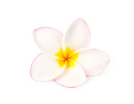 Sweet pink plumeria on white blackground