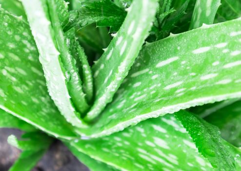 Closeup aloe vera leaf with water drop