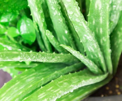 Closeup aloe vera leaf with water drop