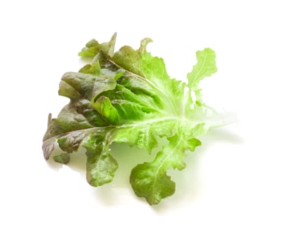 Fresh green and purple lettuce salad leaf vegetable on white background