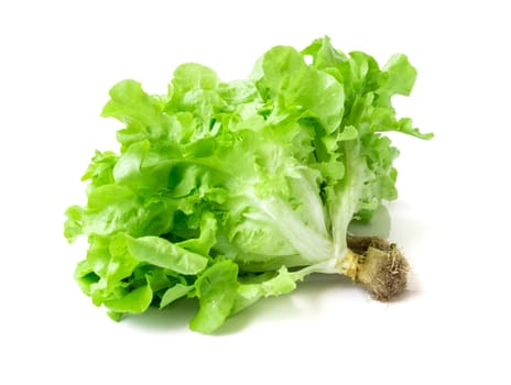 Fresh green lettuce salad vegetable on white background