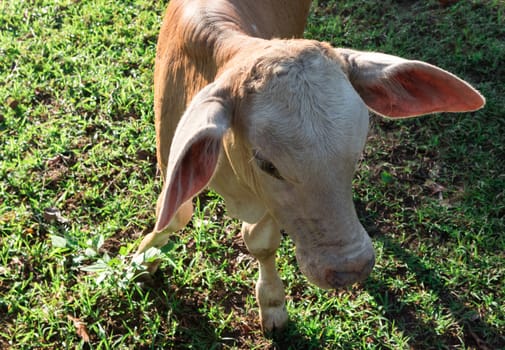 Young calf on grass in the garden with light of sunset, selective focus