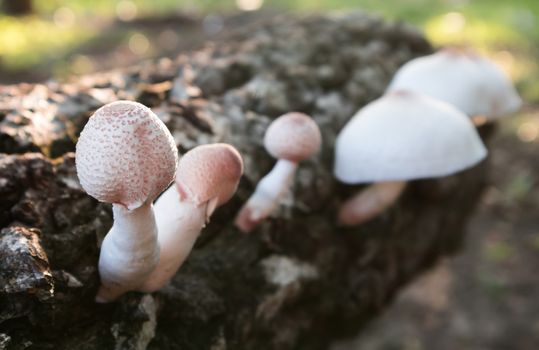 Mushroom on the  timber with light at morning