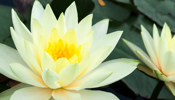 Closeup of beautiful yellow lotus flower