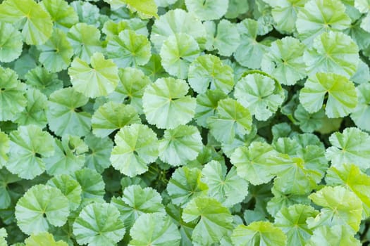 Background of a lawn with leaves of the dwarf mallow
