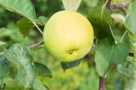 Branch of an apple tree with ripe yellow apple and leaves in an orchard closeup
