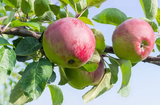 Branch of an apple tree with several ripe red and green apples and leaves in an orchard closeup on a background of the sky
